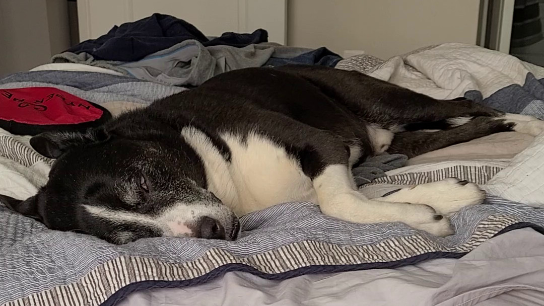 Sleep Barking III